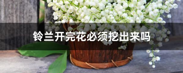 铃兰开完花必须挖出来吗