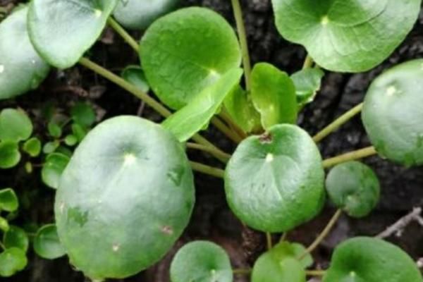 什么是镜面草，属于冷水花属、镜面草种植物