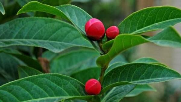 茶花怎样进行播种繁殖