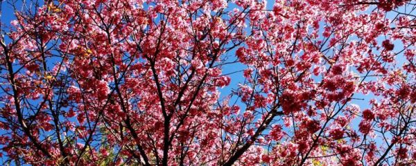 日本樱花什么季节开