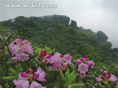 近赏杜鹃美颜