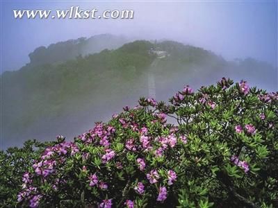 漫山杜鹃花开