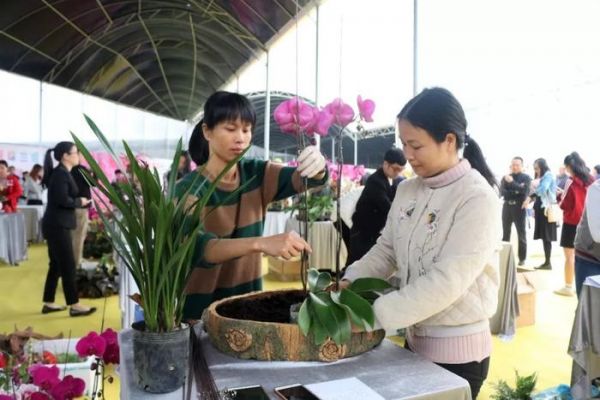 厉害！原来可以把蝴蝶兰插得这么好看！南海花卉博览园迎春花市进入预热阶段啦！~