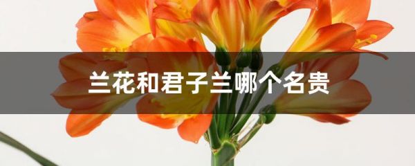 兰花和君子兰哪个名贵