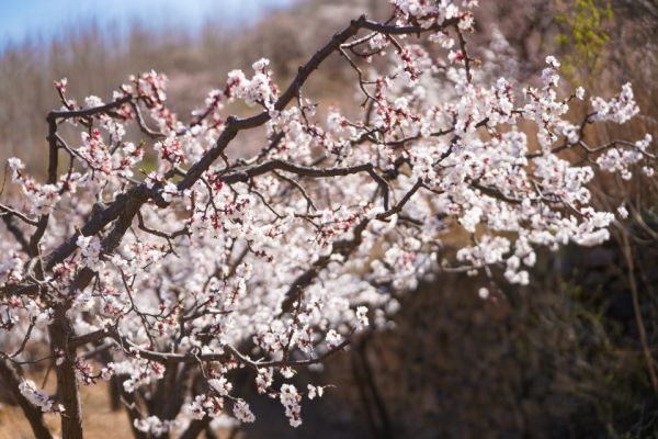 春天户外鲜花特写摄影图