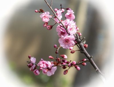 盛开的美丽粉色樱花特写图