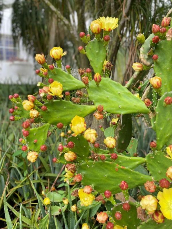 厦门园林植物园多肉植物区观赏指南