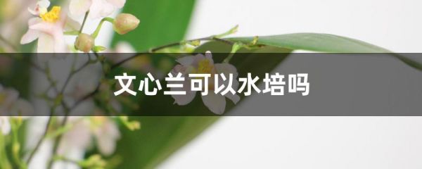 文心兰可以水培吗