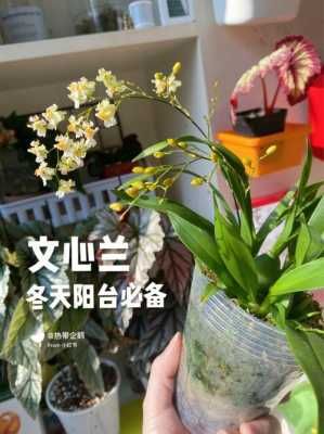 大文心兰的花语（文心兰大花品种有那些）