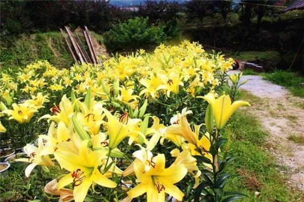 太美了！宜春这个地方竟然藏着这样一个花花世界！100张门票免费送！