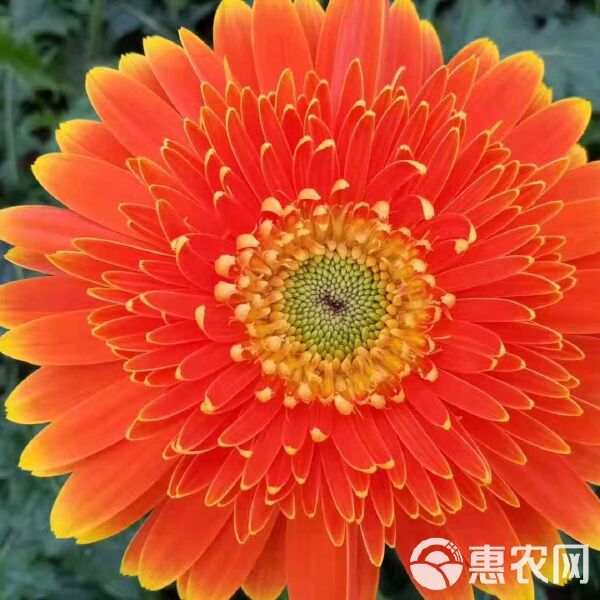 非洲菊苗 扶郎 非洲菊 菊花 切花 鲜花