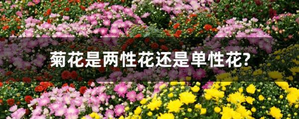 菊花是两性花还是单性花?