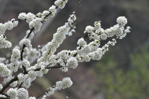 “春暖百花香”，教你如何分辨春天开的这些花！