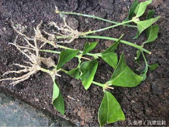 茉莉花扦插繁殖，给你一盆茉莉清香！