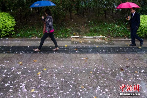 广西柳州气温骤变降“花瓣雨”