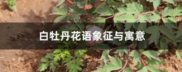 白牡丹花语象征与寓意