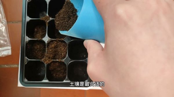 手把手教你来播种多肉，从此不用去网购，就怕花盆不够用