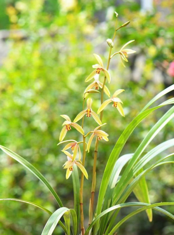 喜欢菊花，不如养盆优良名菊“悬崖菊”，开花霸气，适合做花墙