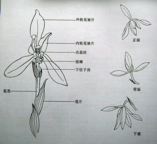 李晓明工笔兰花技法绘制步骤，工笔兰花画法步骤图文详解