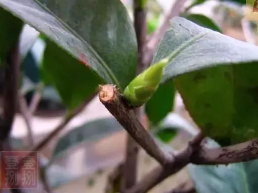 茶花开败后这样修剪，来年花开满枝，花朵开得碗口大