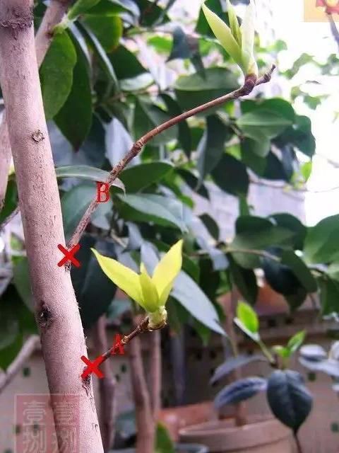 茶花开败后这样修剪，来年花开满枝，花朵开得碗口大