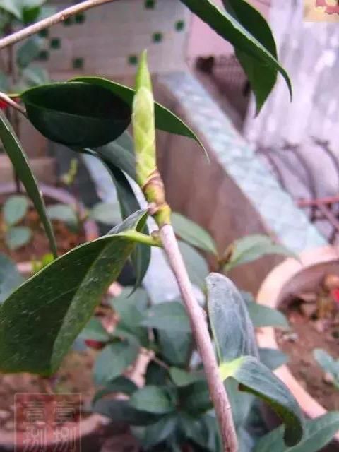 茶花开败后这样修剪，来年花开满枝，花朵开得碗口大