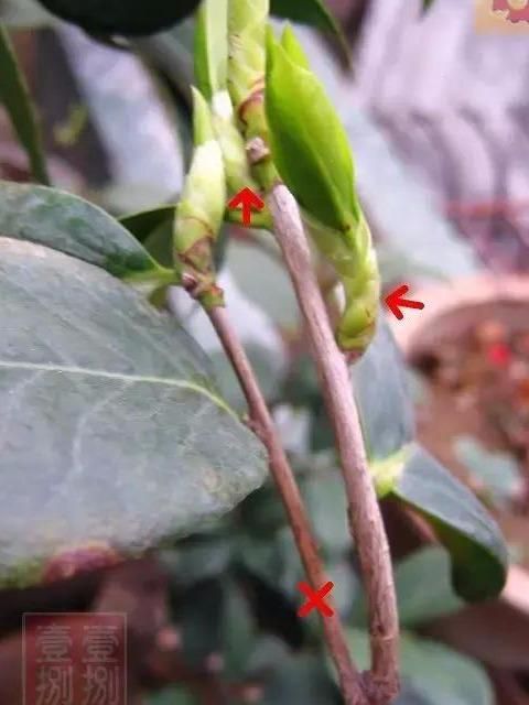 茶花开败后这样修剪，来年花开满枝，花朵开得碗口大