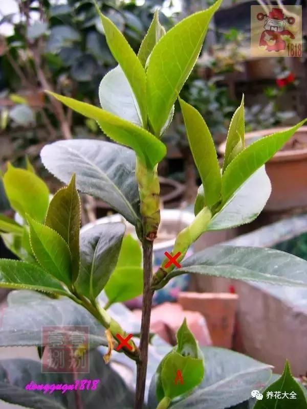 茶花开败后这样修剪，来年花开满枝，花朵开得碗口大