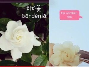 常见裱花-栀子花的做法步骤 第5步