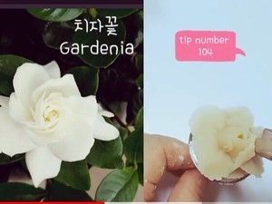 常见裱花-栀子花的做法步骤 第4步