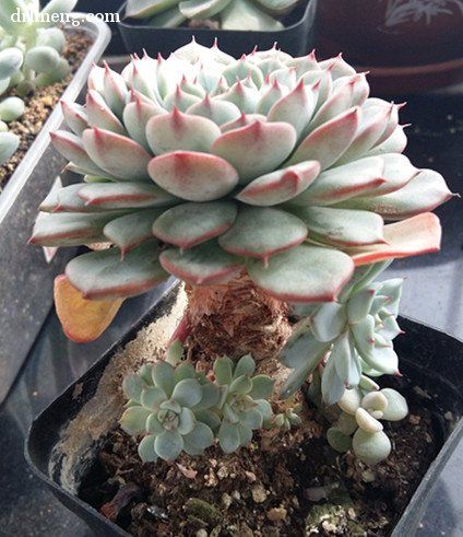 蓝姬莲 Echeveria blue minima