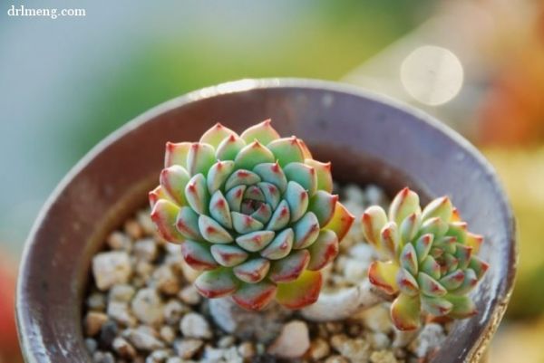 蓝姬莲 Echeveria blue minima