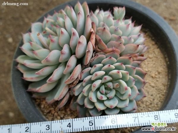 蓝姬莲 Echeveria blue minima