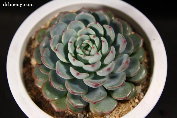 蓝姬莲 Echeveria blue minima