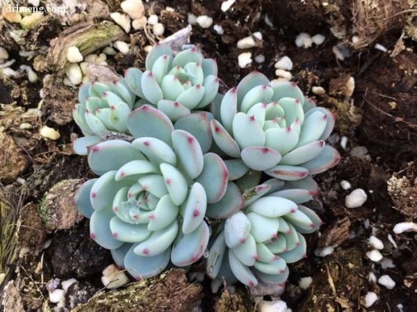 蓝姬莲 Echeveria blue minima