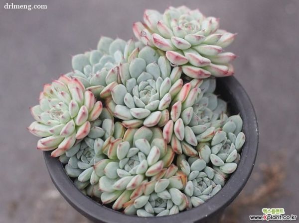 蓝姬莲 Echeveria blue minima