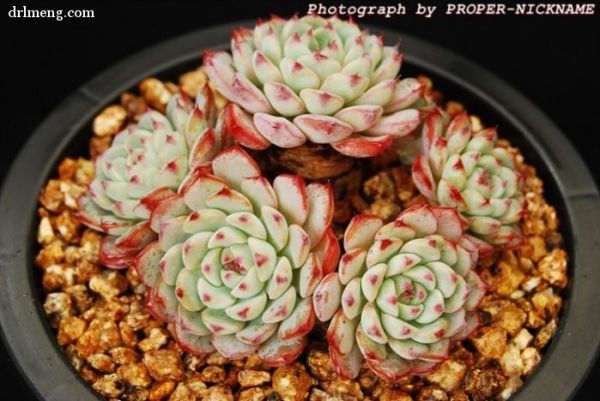 蓝姬莲 Echeveria blue minima