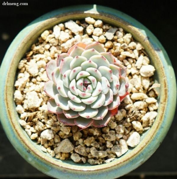 白姬莲 Echeveria White Minima