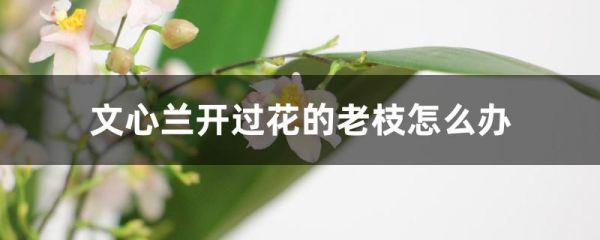 文心兰开过花的老枝怎么办