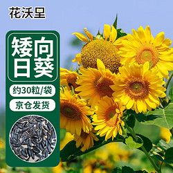 花沃里 盆栽矮向日葵种子 花卉种子家庭盆栽向日葵阳台校园花坛约30粒