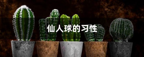 仙人球的习性