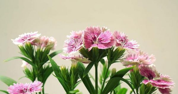 康乃馨——一个性别不分的花卉（深入探究康乃馨的两性特征）