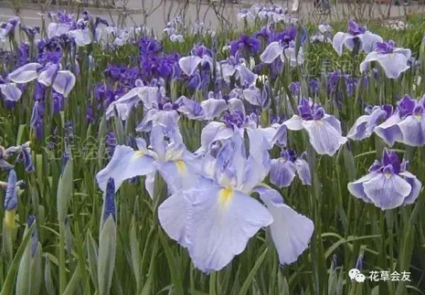 菖蒲花品种大全、菖蒲花种球繁殖和种植方法