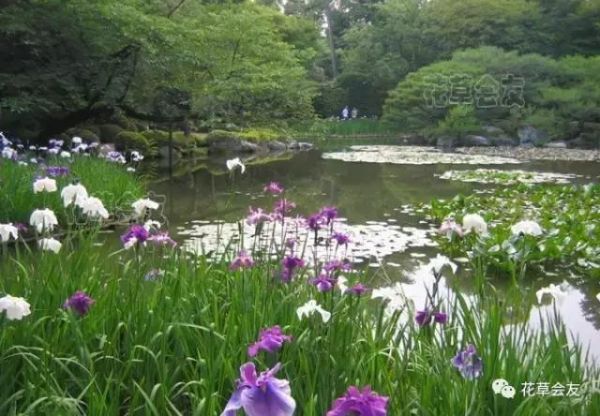 菖蒲花品种大全、菖蒲花种球繁殖和种植方法