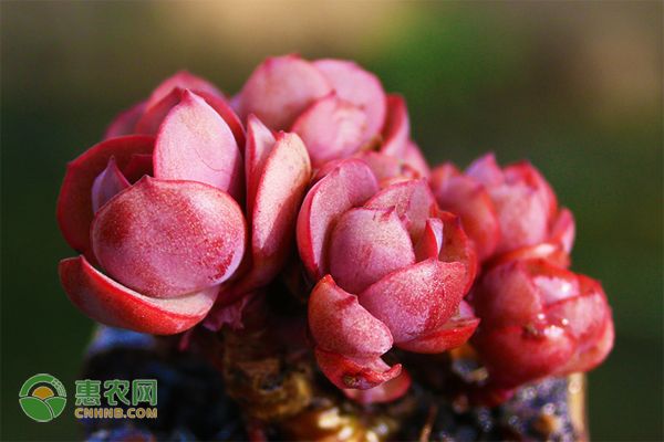 多肉植物红宝石怎么养？这六点花友必看！-图片版权归惠农网所有