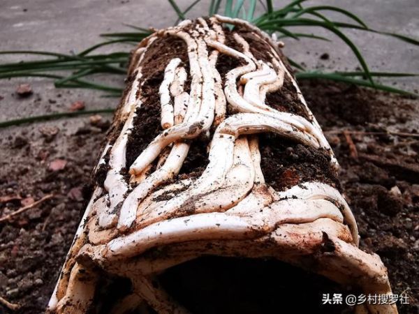 种植野生蕙兰，为什么服盆后还会死苗？两位兰友的实例对比