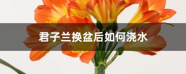 君子兰换盆后如何浇水