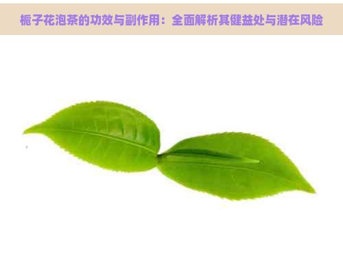 栀子花泡茶的功效与副作用：全面解析其健益处与潜在风险