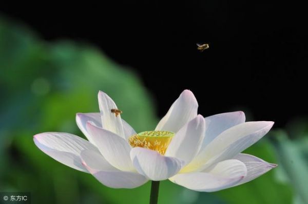 莲花诗词30首：总有一份遇见，唯美了整个夏天！