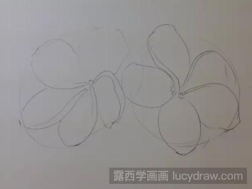 彩铅画鸡蛋花步骤教程